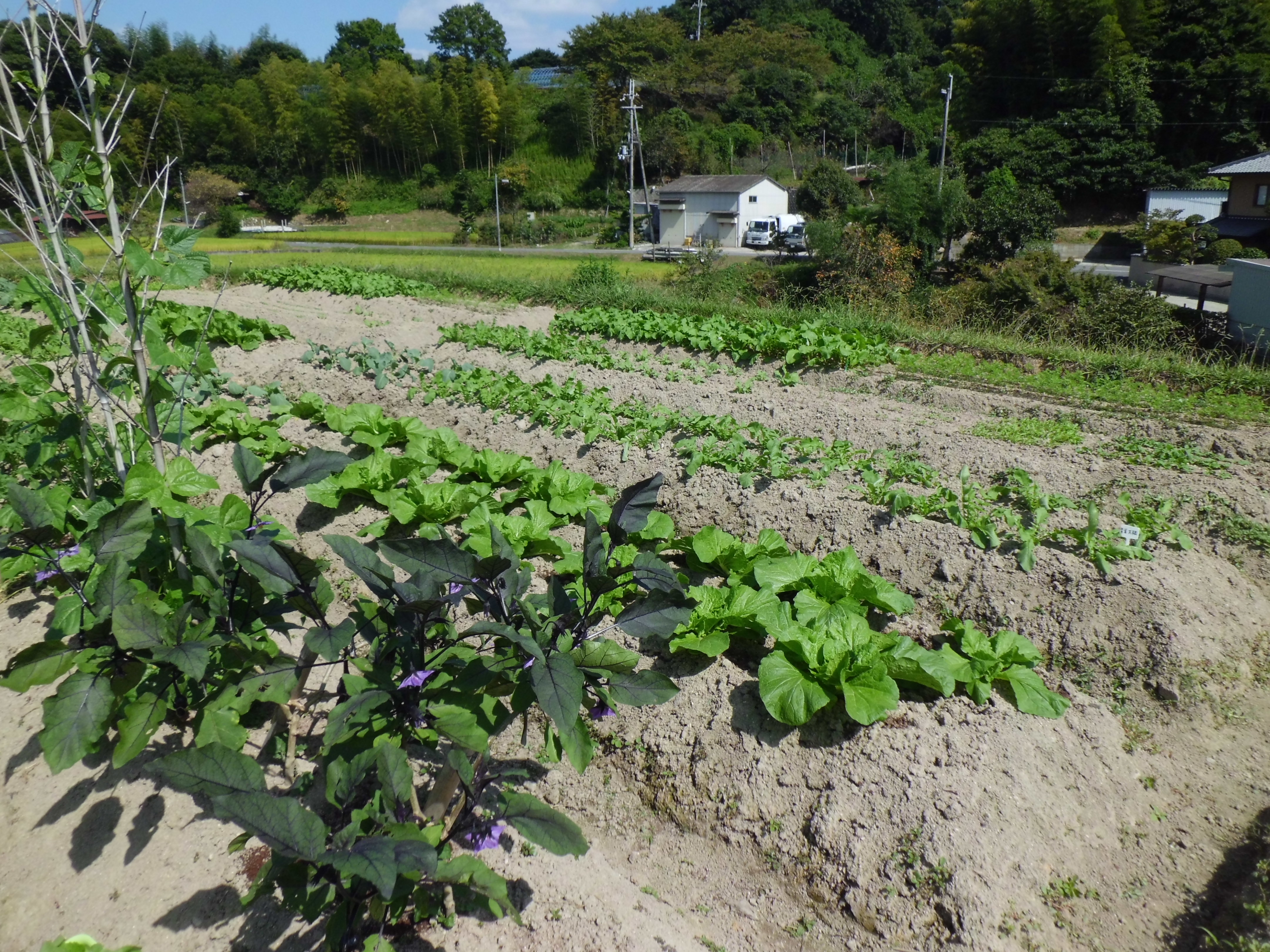 採れたて野菜　よつばしファーム