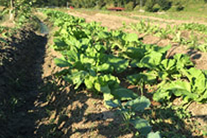 野菜の苗植え　種まき