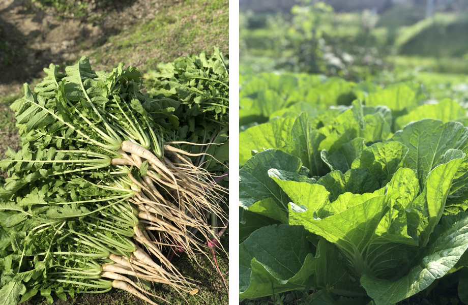 冬野菜育ち中